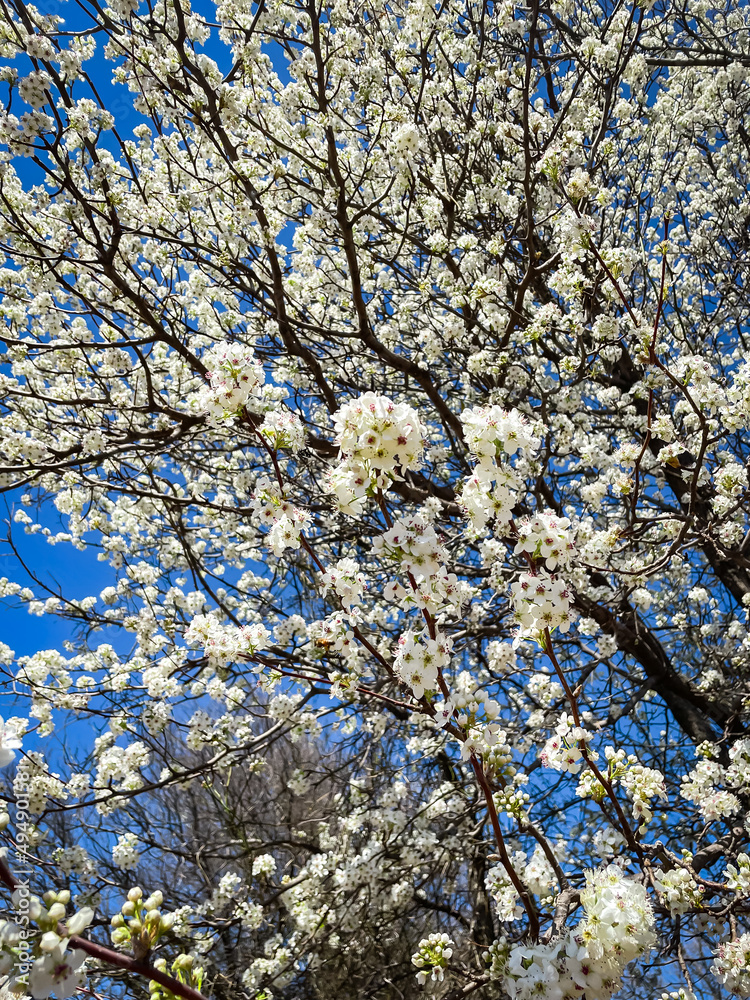 Close-up flower buds of blossom Bradford pear tree at natural trail park in Grapevine, Texas, USA Close-up flower buds of blossom Bradford pear tree at natural trail park in Grapevine, Texas, USA