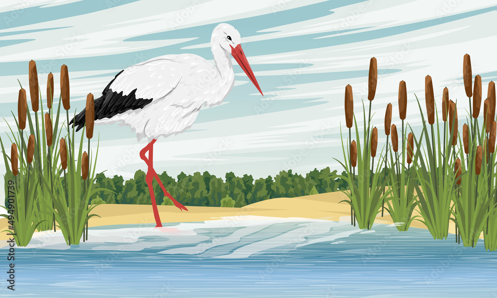 Fototapeta premium White stork standing in the water near the shore with reeds. water birds. Realistic summer landscape