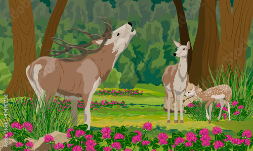 Family of red deer in the summer forest. Realistic vector landscape