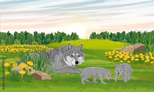 Gray wolf and a pair of wolf cub in a meadow with dandelions. Realistic vector landscape