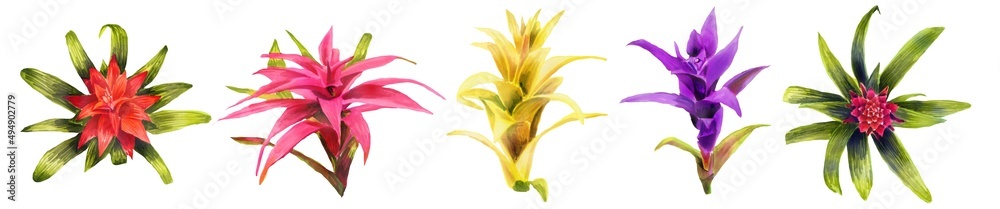 Naklejka premium Horizontal Watercolor hand painting illustration with Bromeliaceae flowers. Spring or summer flowers for invitation, wedding or greeting card. Botanical illustration of a bromeliads