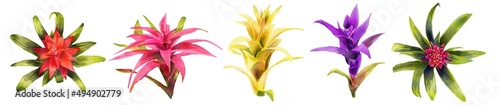 Horizontal  Watercolor hand painting illustration with   Bromeliaceae flowers. Spring or summer flowers for invitation, wedding or greeting card. Botanical illustration of a bromeliads