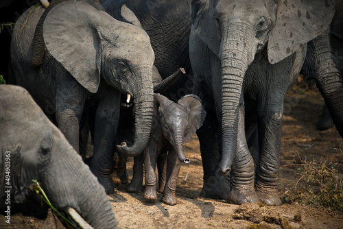 Canvas Print Group of elephants in Uganda nature during daylight