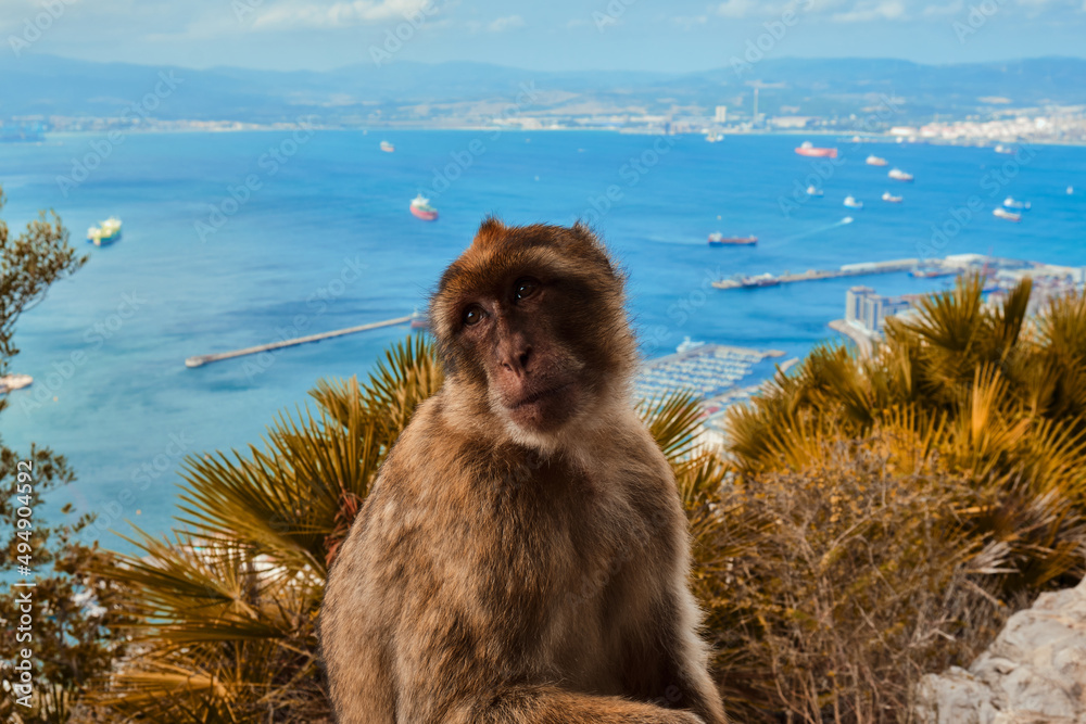 Naklejka premium Portrait of gibraltar monkey macaca sylvanus with the port of gibraltar on the background