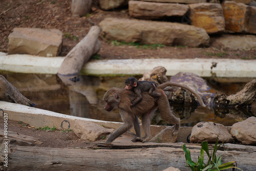 Mother bonnet macaque carrying its baby on its back in a zoo photo