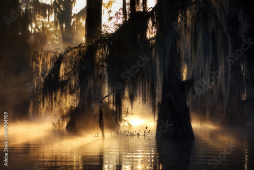 Beautiful cypress swamps in the USA during a foggy autumn evening photo