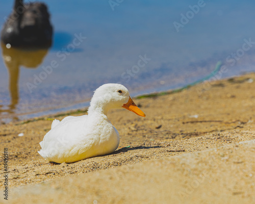 Closeup of ducks near the lake photo