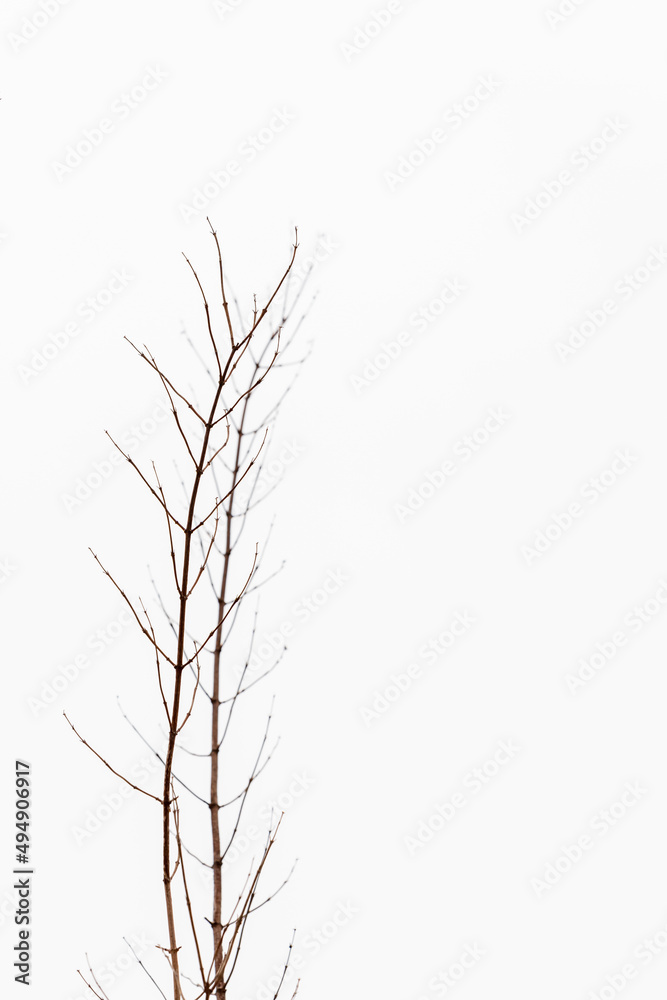 Obraz premium Vertical photo of winter branches at snow background. Leafless bush twigs during frosty grey sunless day. Brown twigs growing vertically up at winter background. 