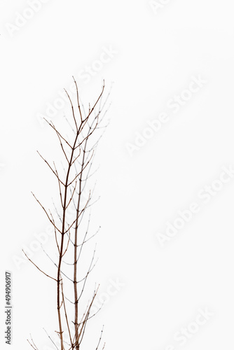 Vertical photo of winter branches at snow background. Leafless bush twigs during frosty grey sunless day. Brown twigs growing vertically up at winter background.   