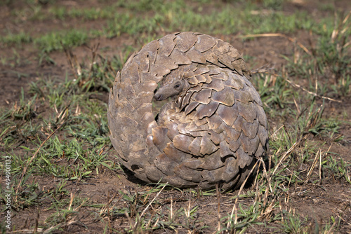 Closeup shot of a rolled Pangolin on a field in Tanzania photo
