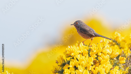 Obraz na plátně Dartford warbler (Curruca undata) perching on a gorse bush in Spring 2022