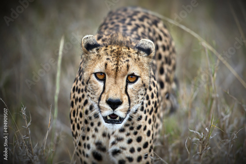 Fényképezés Closeup shot of a cheetah (Acinonyx jubatus) against a blurred background in Tan