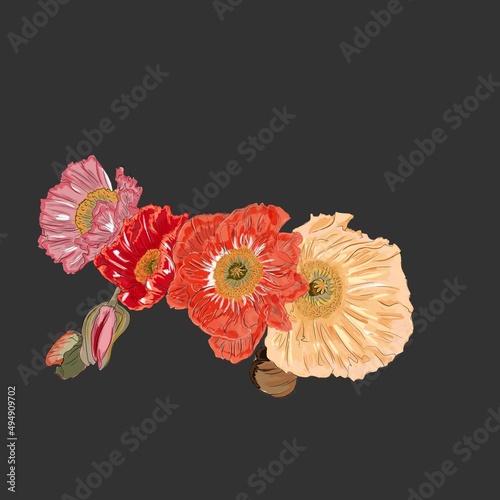  Watercolour illustration red flower on black background