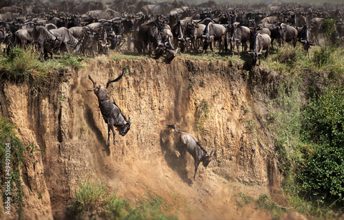 Photography Wildebeest herd in Masai Mara, Kenya during daylight