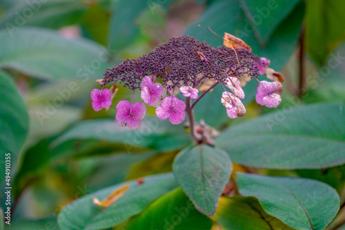 Closeup shot of Hydrangea Aspera flower in the garden photo