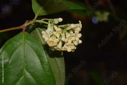 Foliage and cream-colored flowers of Viburnum Suspensum, also known as Sandankwa Viburnum photo