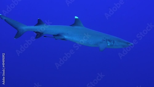 Wallpaper Mural Whitetip reef shark passing close in the blue ocean Torontodigital.ca
