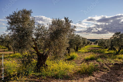 Olive trees springtime field