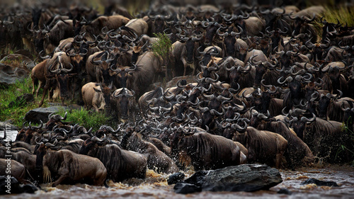 Photography Wildebeest herd in Masai Mara, Kenya