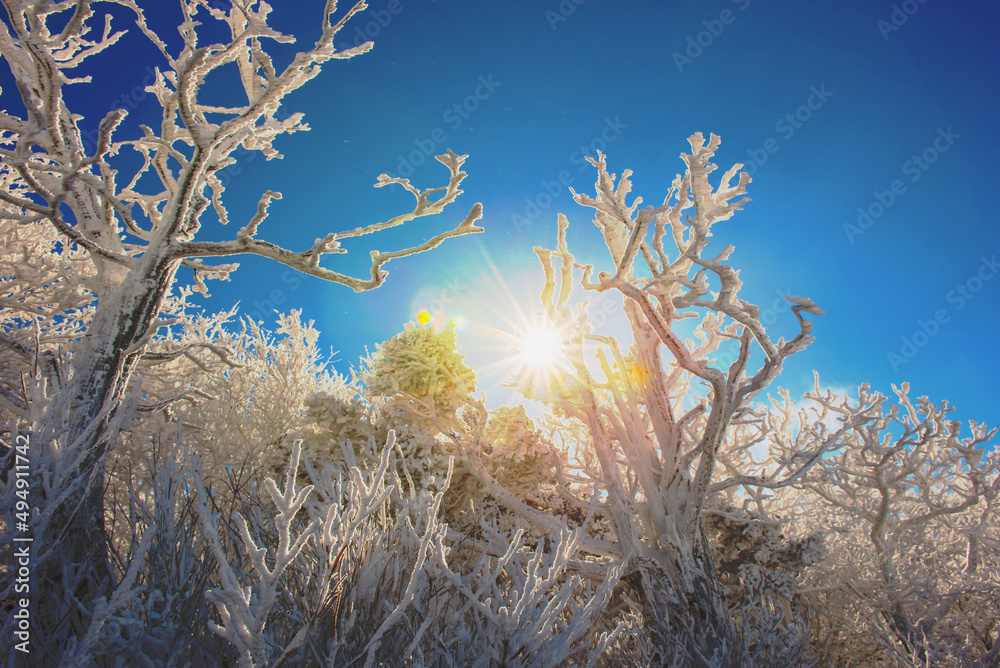 tree in the snow