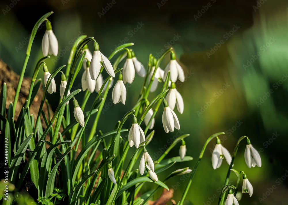 White flowers of snowdrop blooming in the spring. Snowdrops are hardy herbaceous plants that perennate by underground bulbs.