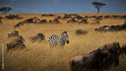 Photography Fi with zebras in the wildebeest herd in Masai Mara, Kenya during daylight