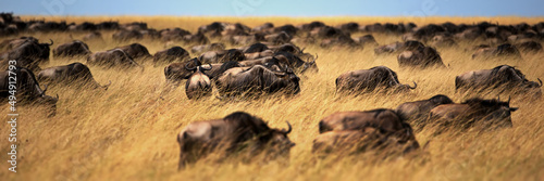 Canvas Print Group of elephants on a brown field in Masai Mara, Kenya