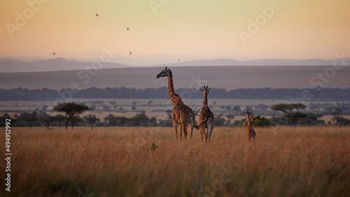 Canvas Print Group of giraffes on a field at sunset in Masai Mara, Kenya