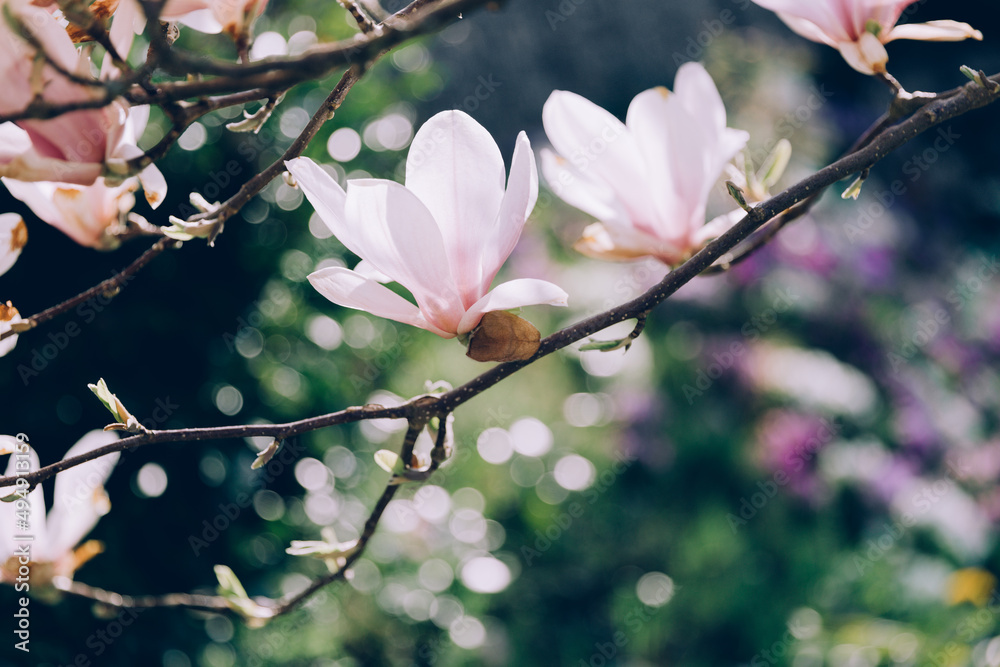 White magnolia flowers, beautiful floral background