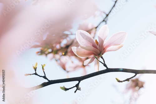 White magnolia flower head with light pink color touch