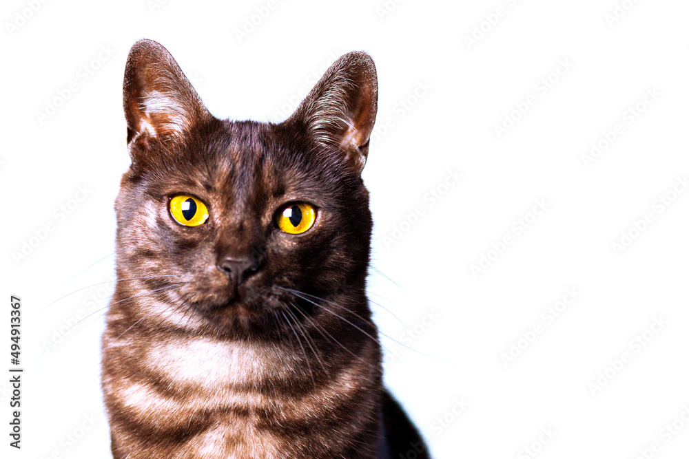 Isolated black cat with amber eyes on a white background