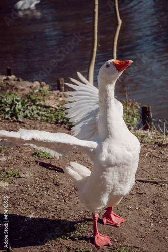 Goose flapping its wings/Oie battant des ailes photo