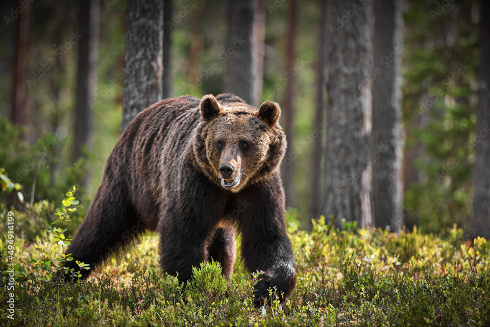 Green forest with grizzly bears in Finland during daylight - obrazy, fototapety, plakaty 