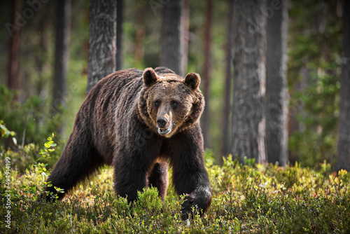 Green forest with grizzly bears in Finland during daylight photo