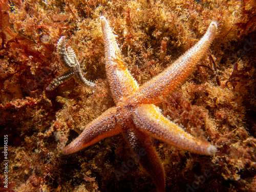 A closeup picture of a common starfish, common sea star or sugar starfish, Asterias Rubens. Picture from the Weather Islands, Skagerack Sea, Sweden