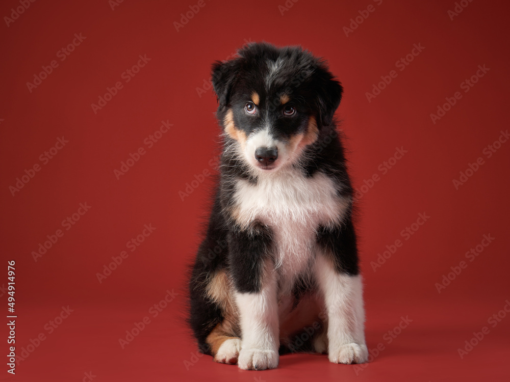 happy puppy on a red background. breed Australian Shepherd. dog studio portrait
