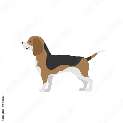 beagle