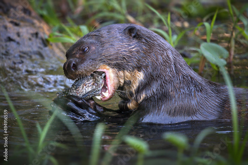 Closeup of a giant otter eating fish in a pond in Pantanal, Brazil photo