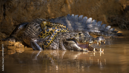 Картината върху платно Closeup of an anaconda snake wrapped around an alligator in a pond in Pantanal,