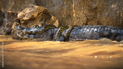 Fotografía Amazing photo of a green anaconda wraps itself round a black caiman