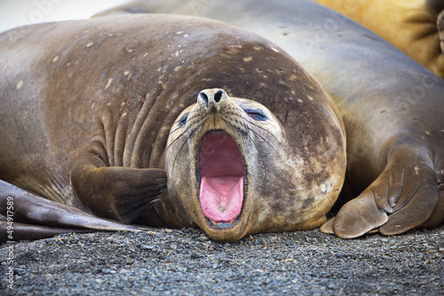 Schilderij op canvas Adult sea seal moaning and the other one lying next to him in Antarctica