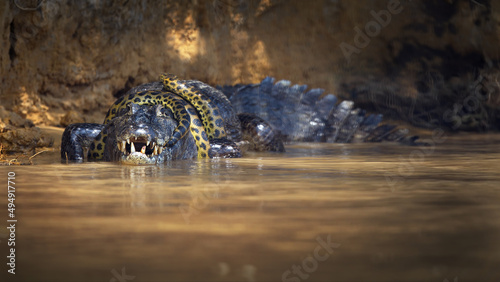 Quadro em tela Selective focus of an anaconda snake wrapped around an alligator in a pond in Pa