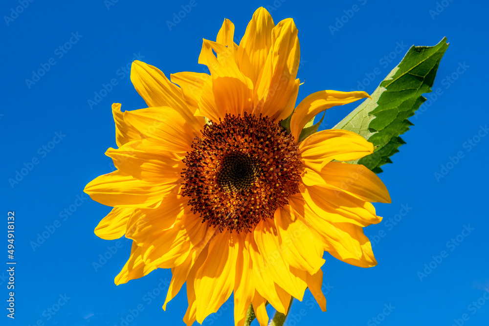 Naklejka premium sun flower in bloom in summer sun