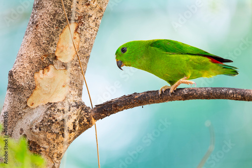 Blue - crowned hanging parrot