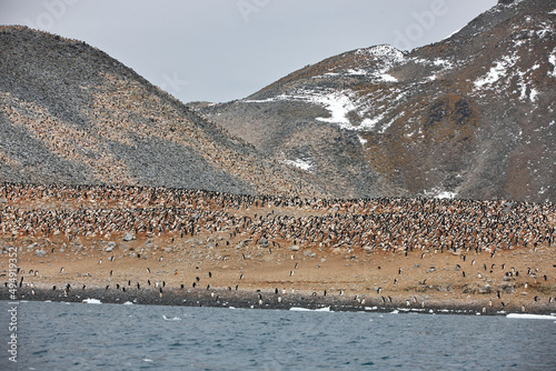 Massive adelie penguin colony on Paulet Island, Weddell Sea, Antarctica photo