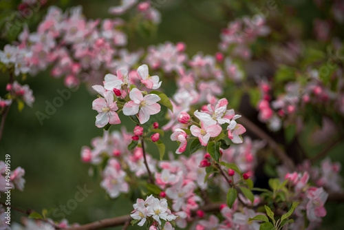 many pink flowers on the tree