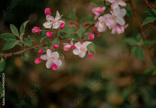 Wallpaper Mural many pink flowers on the tree Torontodigital.ca