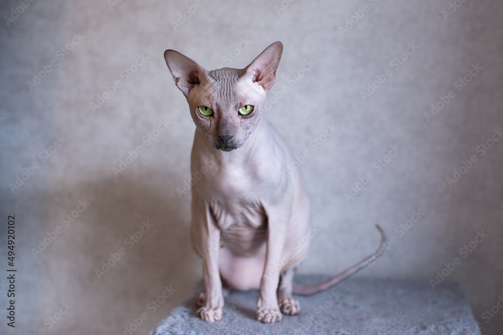 ugly bald cat, skin and chest hanging ,angry look