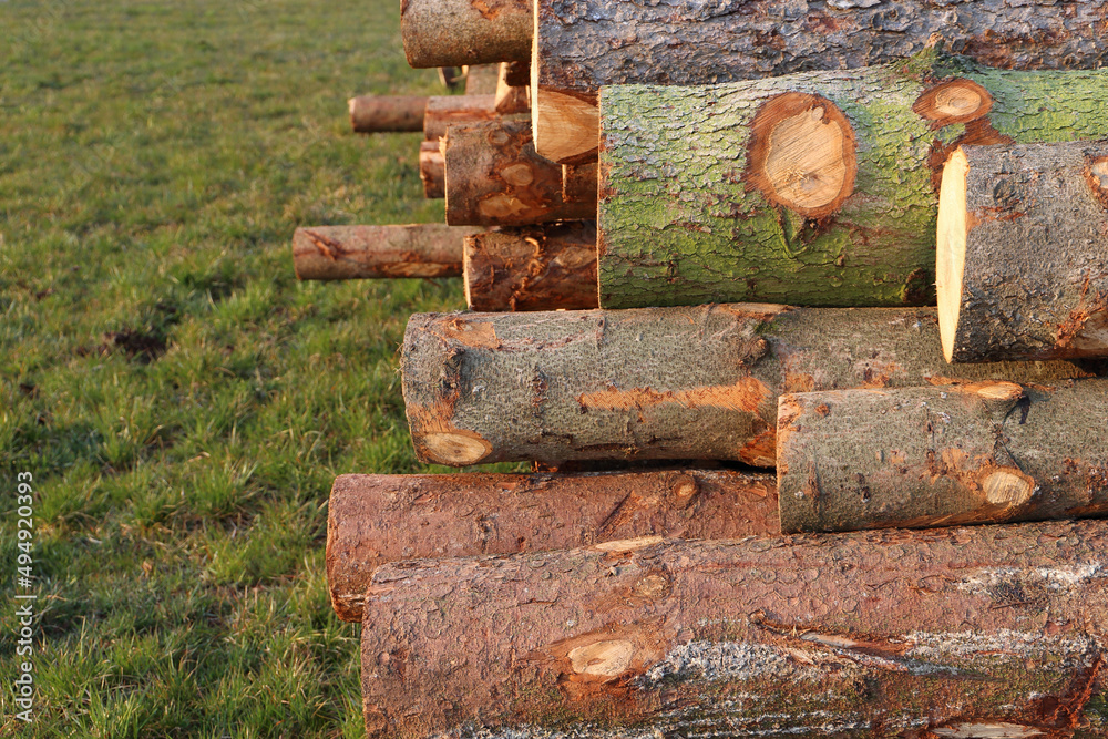 Pile of logs on a grassland in warm lighting.