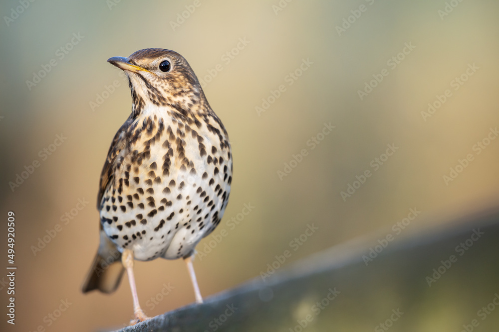 Song Thrush Bird Perched on a frosty fence in Winter Song Thrush Bird Perched on a frosty fence in Winter
